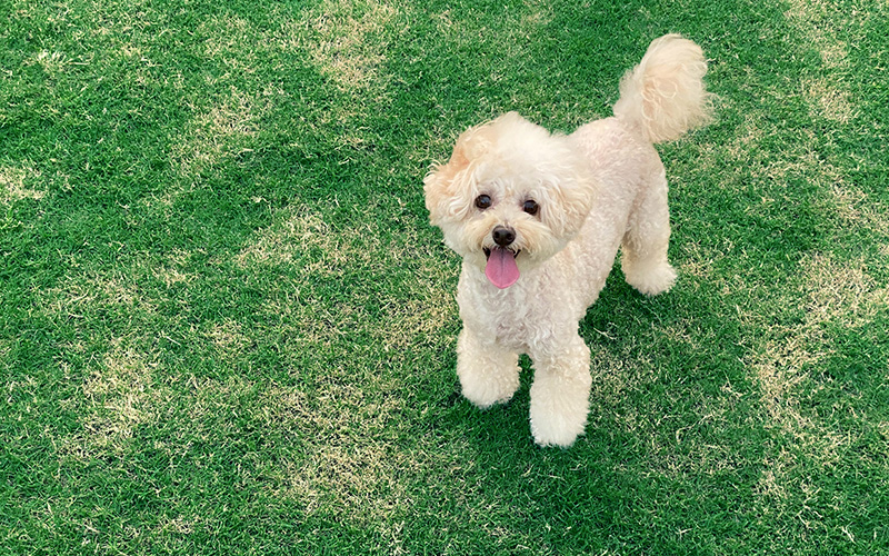 ペット2匹飼育可能